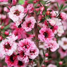 Leptospermum blossom tea for sale  BALLYMENA