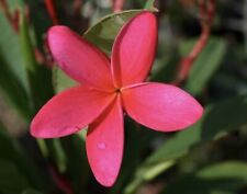 Frangipani red cuttings for sale  Shipping to Ireland