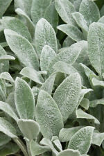 Plug plants stachys for sale  BANBRIDGE
