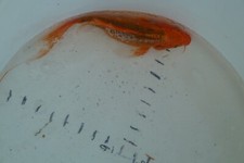 black butterfly koi for sale black butterfly koi for sale Midlothian
