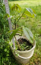 Junger nußbaum walnussbaum gebraucht kaufen  Naundorf, Mügeln