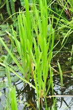 Wasserschwaden teichpflanzen f gebraucht kaufen  Bodenkirchen