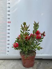 Pianta callistemon leavis usato  Altamura