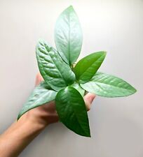Cebu blue pothos for sale  MARKET HARBOROUGH
