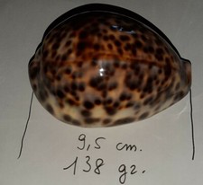 Shell conchiglia cypraea usato  Vimodrone