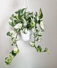 Manjula pothos plant for sale  Middletown