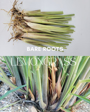 Rooted lemongrass stalks for sale  Murrieta