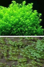 Wassersterne wasserpflanze pfl gebraucht kaufen  Kaiserslautern