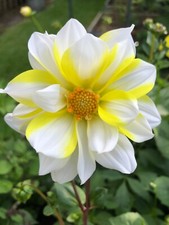 Dahlia bees seed for sale  GREAT MISSENDEN