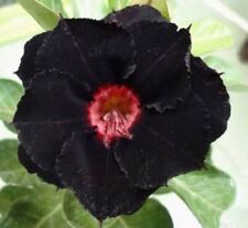 Black red desert for sale Black red desert for sale  Ravensdale