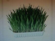 1200 graines herbe d'occasion  Saintes