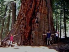 Bergmammut baum pflanzen gebraucht kaufen Bergmammut baum pflanzen gebraucht kaufen  Kaiserslautern