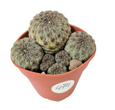 Sulcorebutia rauschii cactus usato  Villalba
