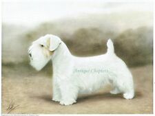 Champion nutfield silhouette for sale  WORCESTER