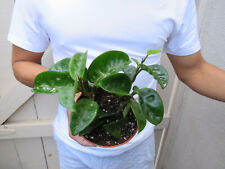 Hoya carnosa krinkle for sale  Garden Grove