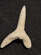 Shark tooth fossil for sale  UK