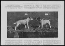 Impresión antigua 1901 - ANIMALES perros terrier razas en banco (263) segunda mano  Embacar hacia Argentina