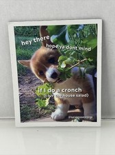 Pembroke welsh corgi for sale  Avon