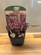 Penstemon midnight masquerade for sale  NOTTINGHAM
