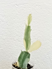 Rare variegated schlumbergera for sale  UK