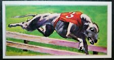 Greyhound racing dog for sale  DERBY