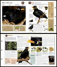 Hill mynah birds for sale  SLEAFORD