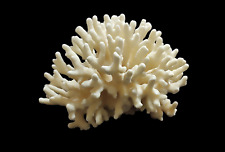 Corallo bianco elkhorn usato  Catania