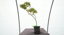 Acer palmatum catalina for sale  Hendersonville