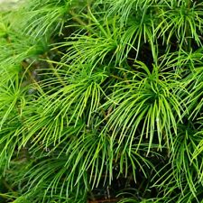 Japanische schirmtanne sonnent gebraucht kaufen  Detmold