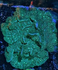 Fuzzy cactus pavona for sale  HOLMFIRTH