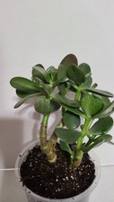 Jade plant crassula for sale  Oakdale