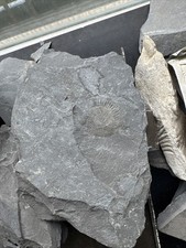 Schieferplatten versteinerunge gebraucht kaufen  Berlin