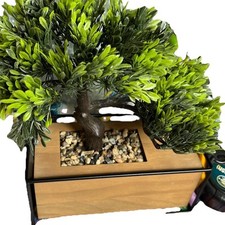Bonsai tree next for sale  IPSWICH