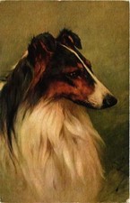 Cpa collie dogs d'occasion  Expédié en France