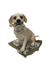 Country artists dog for sale  RUGBY