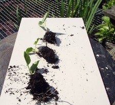 Young white arum for sale  ARBROATH