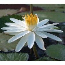 White night blooming for sale  Tolleson