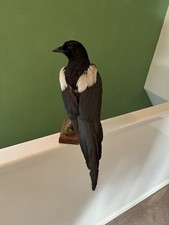 Taxidermy magpie protected for sale Taxidermy magpie protected for sale  WAKEFIELD