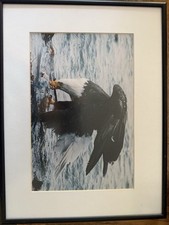wildlife photos framed for sale wildlife photos framed for sale Aumsville