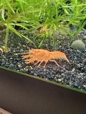 Extra orange dwarf for sale  Ankeny