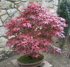 Samen bonsai fächer gebraucht kaufen  Deutschland
