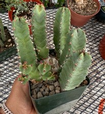 Euphorbia resinifera moroccan for sale  Jurupa Valley