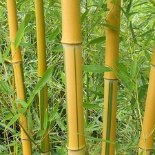 Phyllostachys aureosulcata spe d'occasion  Pouzauges