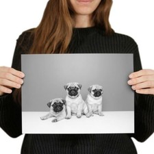 Trio pug puppies for sale  SELBY