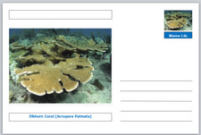 Coral elkhorn coral for sale  UK