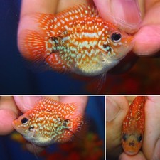 crystal parrot fish for sale crystal parrot fish for sale Philadelphia