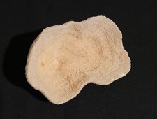 Coral natural bowl for sale  Cumberland