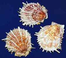 Spondylus barbatus oyster for sale  Brielle