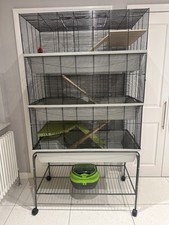 Xxl rat hamster for sale  NORWICH