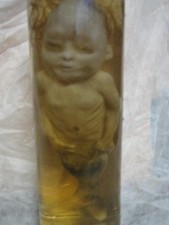 Taxidermie cabinet curiosité d'occasion  Champagnole